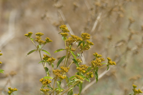 Flaveria bidentis image