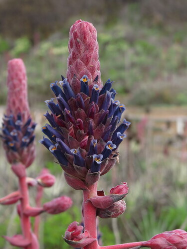 Puya venusta, photograph 6