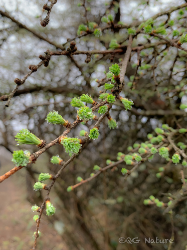 Pseudolarix amabilis