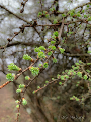 Pseudolarix amabilis