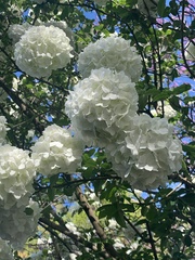 Viburnum plicatum