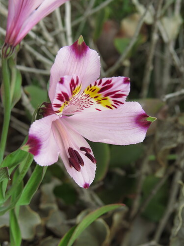 Alstroemeria pulchra, photograph 2