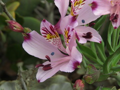 Alstroemeria pulchra, photograph (c) Nicolás Lavandero, some rights reserved (CC BY)
