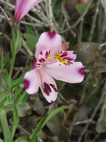 Alstroemeria pulchra, photograph 4
