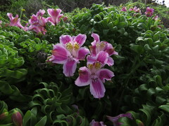 Alstroemeria pelegrina, photograph (c) Nicolás Lavandero, some rights reserved (CC BY)