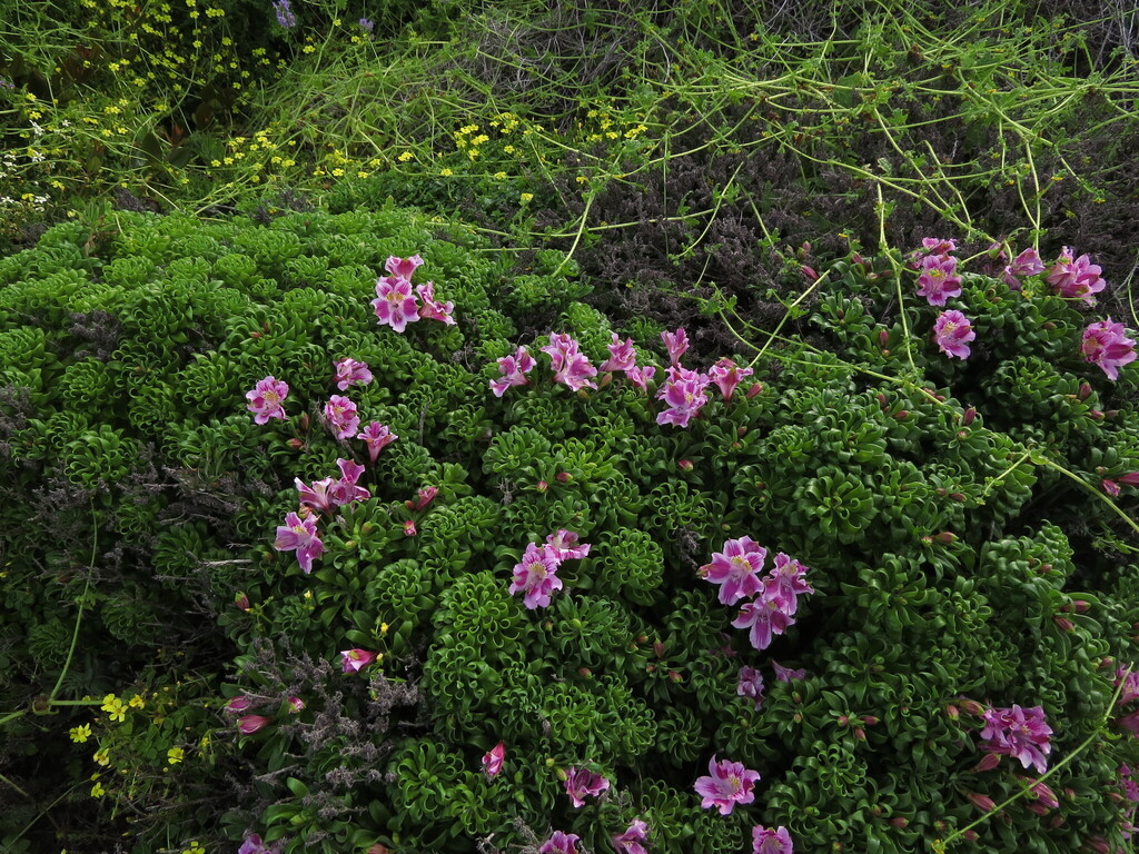 Alstroemeria pelegrina; photograph (c) Nicolás Lavandero, some rights reserved (CC BY)