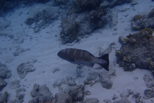 Blacksaddle Coralgrouper — seen at this dive site