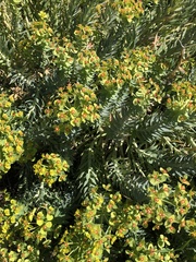 Myrsiniteae