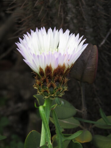 Plectocephalus chilensis, photograph 5