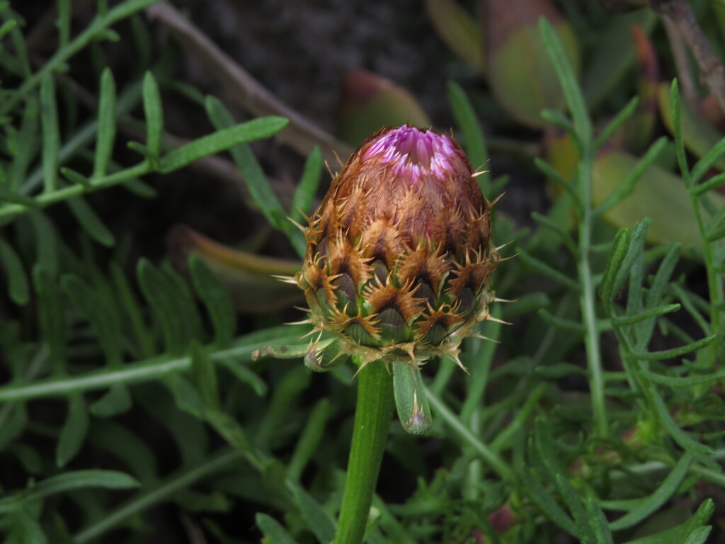 Plectocephalus chilensis; photograph (c) Nicolás Lavandero, some rights reserved (CC BY)