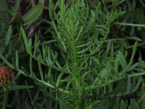 Plectocephalus chilensis, photograph 6