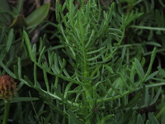 Plectocephalus chilensis, photograph (c) Nicolás Lavandero, some rights reserved (CC BY)
