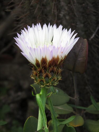 Plectocephalus chilensis, photograph 4