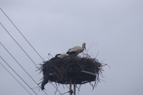 European White Stork
