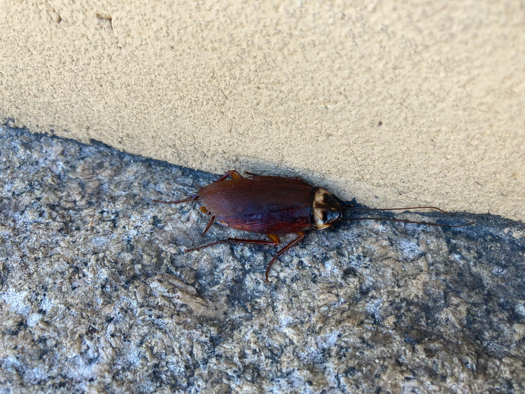 American Cockroach from Shichijo-dori Street, Kyoto, Kyoto, JP on May 5 ...