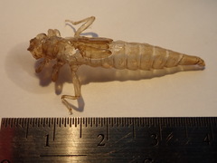 Stylurus notatus