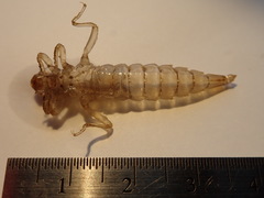 Stylurus notatus
