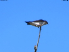Tachycineta thalassina