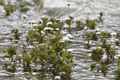 Shinnersia rivularis