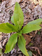 Primula meadia