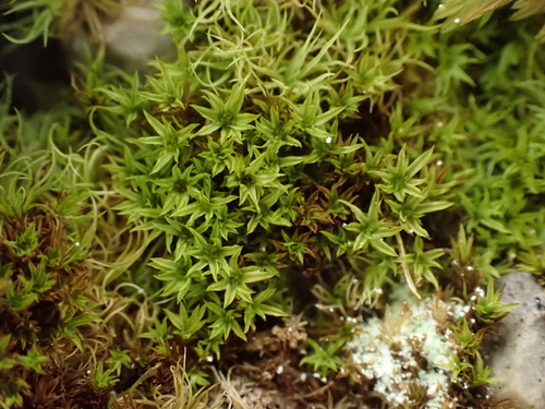 Hydrogonium croceum observed 2026-04-11