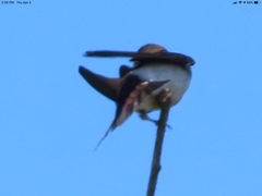 Tachycineta thalassina