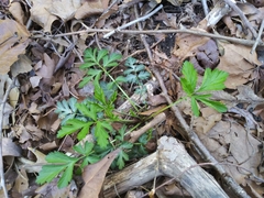 Geum vernum