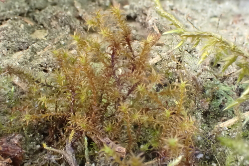 Geheebia fallax observed 2026-04-25