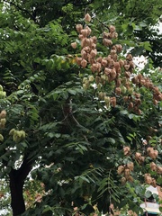 Koelreuteria paniculata