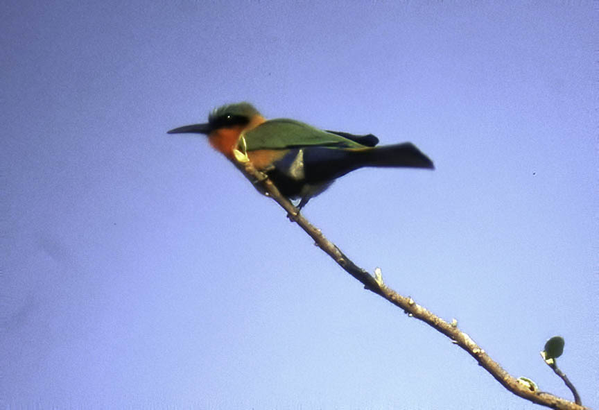 Redthroated Beeeater from Fulladu East, The Gambia on December 7