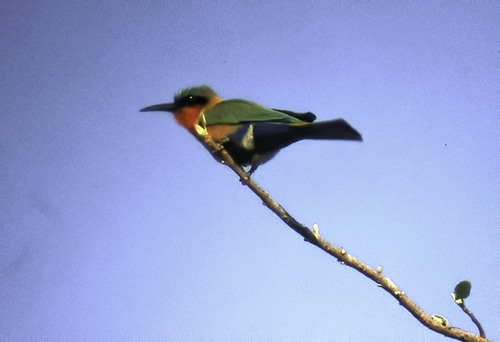Red-throated Bee-eater