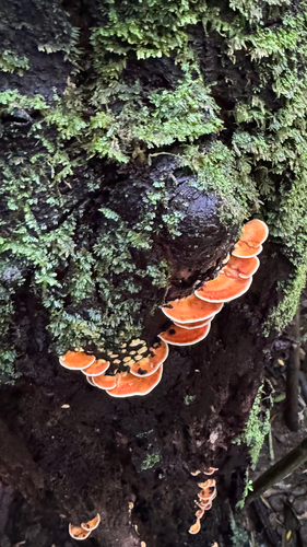 Rigidoporus microporus observed 2026-05-04