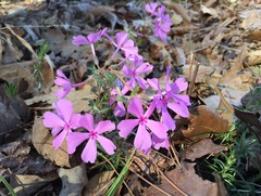 Phlox nivalis