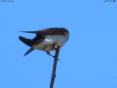 Tachycineta thalassina