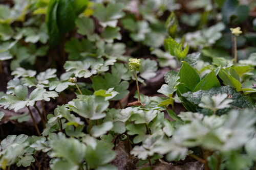 Наблюдение на iNaturalist