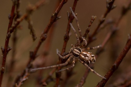 Attractive Running Crab Spider
