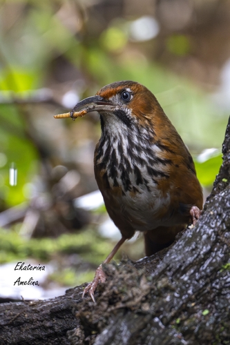 Black-streaked Scimitar-Babbler