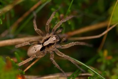 Alopecosa inquilina