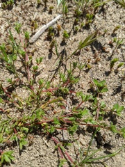 Lastarriaea coriacea