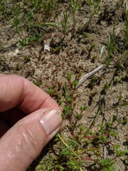 Lastarriaea coriacea