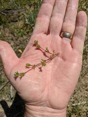 Lastarriaea coriacea