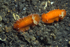 Platydoris sanguinea