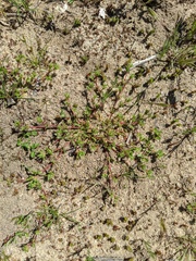 Lastarriaea coriacea