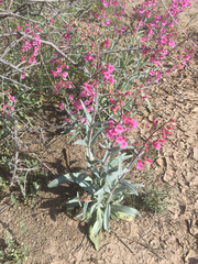 Penstemon parryi
