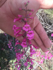 Penstemon parryi
