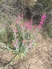 Penstemon parryi