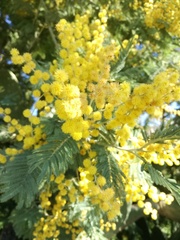 Acacia dealbata dealbata