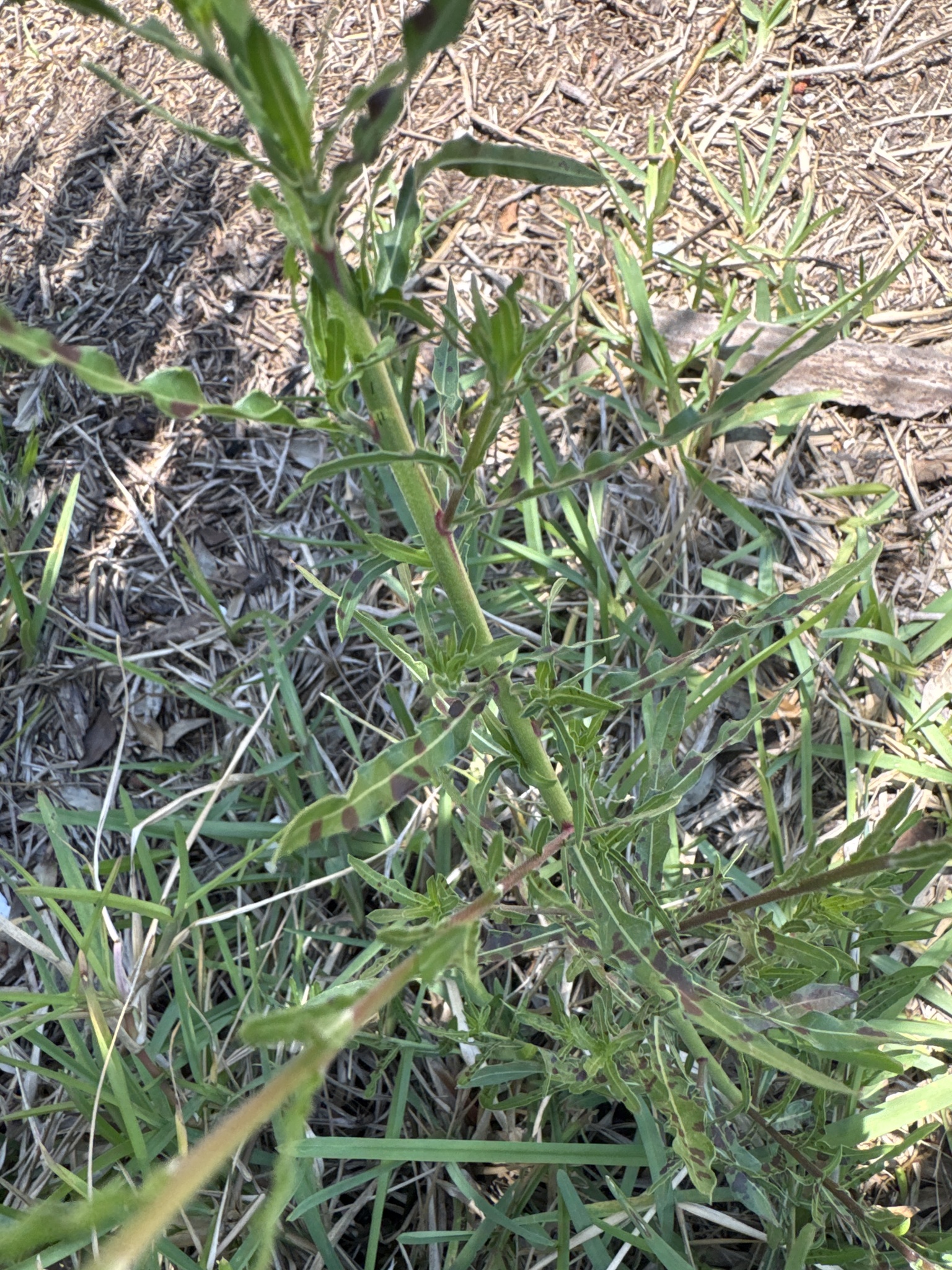 Gaura