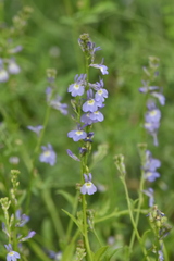 Lobelia berlandieri