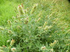 Eriosema psoraleoides